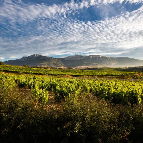 Importantes acuerdos en el seno del Consejo Regulador de Rioja tras la sesión plenaria de agosto