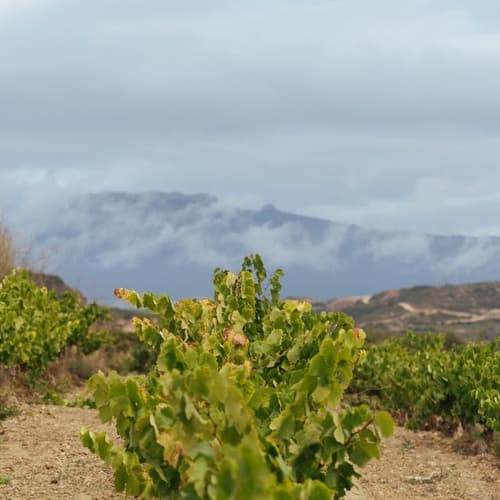 Activada la plataforma para solicitar la revisión extraordinaria de rendimientos asignados en Rioja