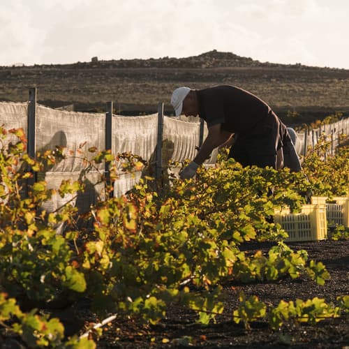 Bodegas El Grifo, Premio Turismo a la Excelencia Turística