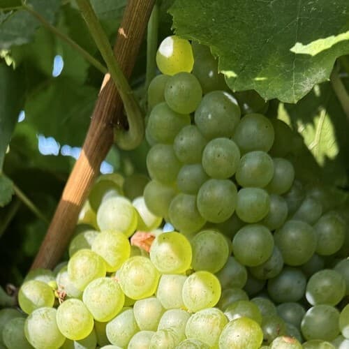 Aragón, tierra de vinos con carácter: comienza la vendimia 2025 en una de las regiones con mayor riqueza vitivinícola de España