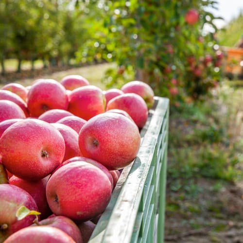 Pink Lady® confirma su liderazgo europeo con una cosecha prometedora