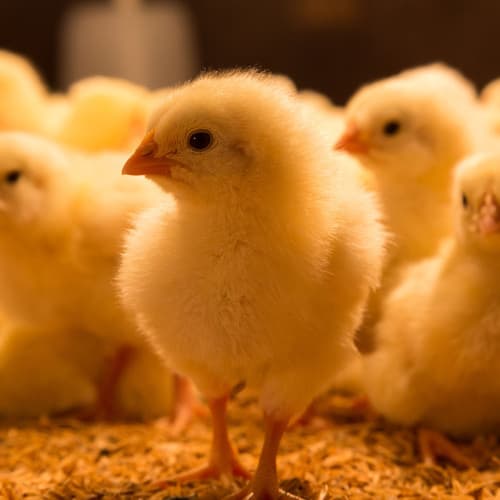 '7 Días por los Pollos': Veganuary promueve alternativas vegetales a la carne y los huevos