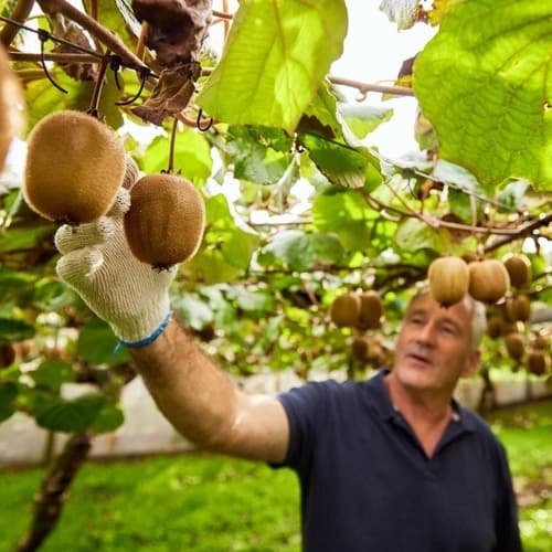 Los agricultores apoyan mayoritariamente la expansión de Zespri Global Supply