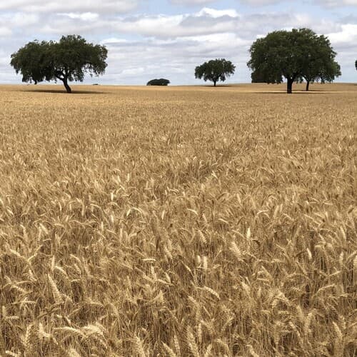 Cerca del 40% de los cereales de las papillas Nestlé ya son de agricultura regenerativa en España