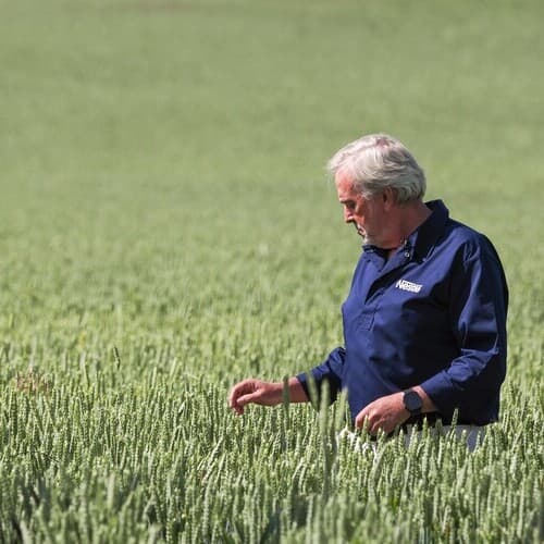 Todos los cereales para las papillas infantiles de Nestlé en España, de agricultura regenerativa