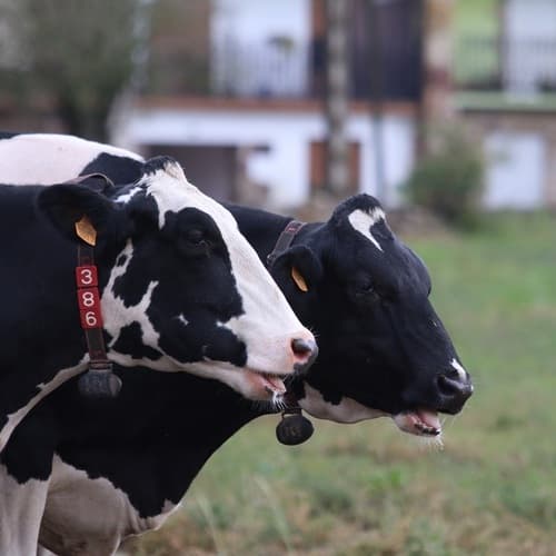 Nestlé reduce en más de 43.600 toneladas las emisiones de CO2 equivalente de las granjas que le suministran leche