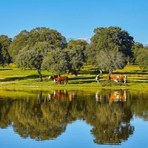 Encarna Group adquiere Setas Vallondo, el líder en la producción de setas exóticas tales como el shiitake, seta ostra, seta eryngii y melena de léon en España
