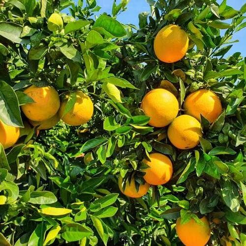 Carrefour líder en compromisos estables con proveedores de cítricos del campo español