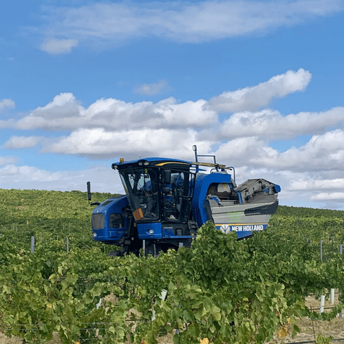 Grupo Pistacyl amplía su producción de vino de la D.O. Rueda con la incorporación de la variedad Sauvignon Blanc