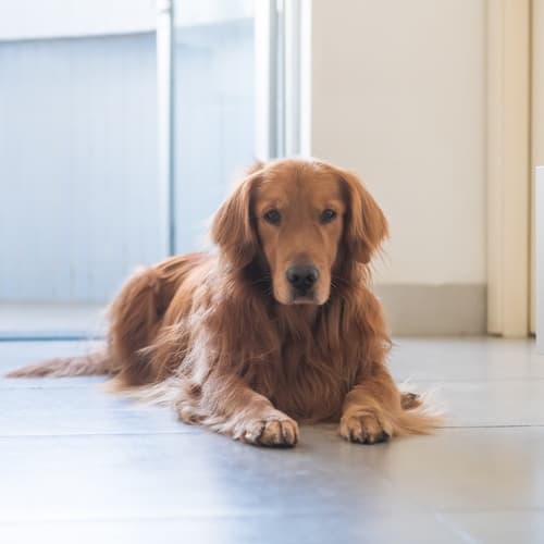 Hidratación extra para el frío: la Mascarilla Capilar de Petuxe que protege el pelo de tu mascota