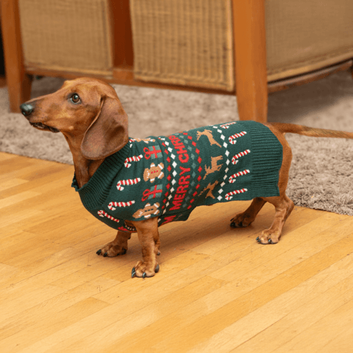 ALDI viste a los peludos del hogar con su nueva colección navideña para mascotas