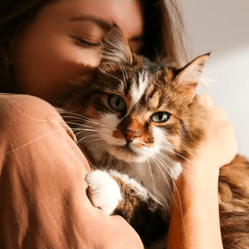 Protege su pelaje del frío: champús nutritivos e hidratantes de Petuxe para mascotas radiantes