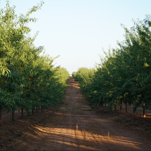 De Prado y DCOOP certifican la producción de almendra en 15 fincas bajo los estándares GLOBALG.A.P. y sus módulos GRASP, BIODIVERSITY y SPRING