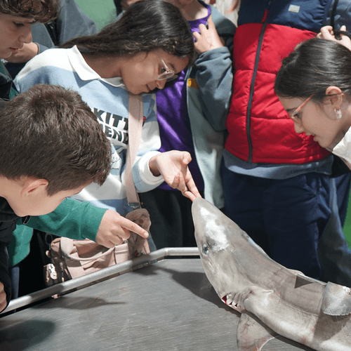 Llega a las lonjas de Malpica y de Laxe el programa educativo de Vegalsa-EROSKI ‘Capitán Mareas’ para promover el consumo de producto del mar entre los más jóvenes