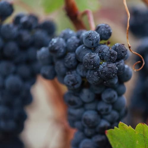 La cosecha del siglo: la añada 2025 de Rioja es oficialmente "Excelente"