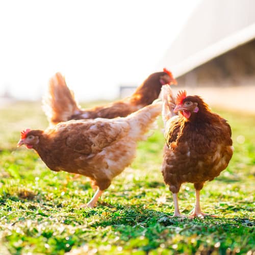 INPROVO celebra el fin del confinamiento de las aves de corral a nivel nacional y destaca el avance del 40% del censo en sistemas libres de jaula