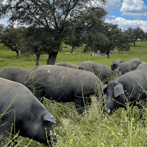 Los Premios Porc d’Or Ibérico desvelan las granjas nominadas de su 10ª edición