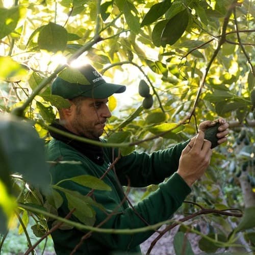 Montosa reporta un fuerte crecimiento en su temporada de aguacate nacional