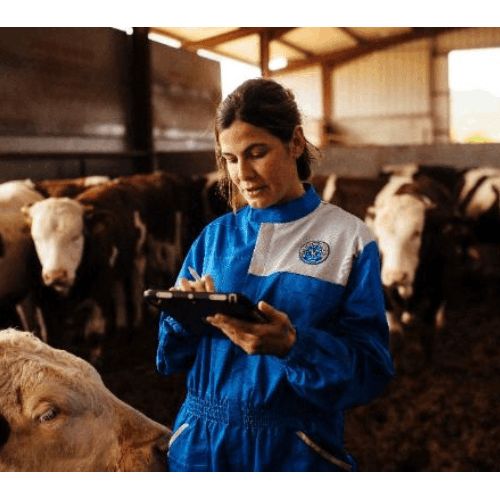Provacuno lanza una aplicación web para medir la huella de carbono del vacuno de carne en España