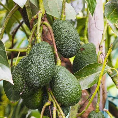 Cómo el aguacate puede ayudarte a cuidar tu salud intestinal este verano
