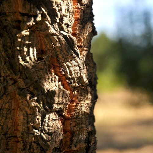 1.500 millones de euros al año: el valor del corcho para proteger los bosques frente a los incendios