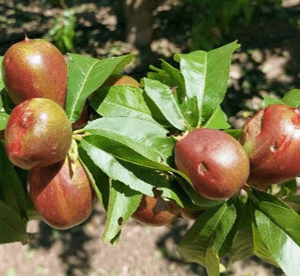 Agroseguro comienza a indemnizar a productores de frutales asegurados con un primer pago de 11,6 millones de euros
