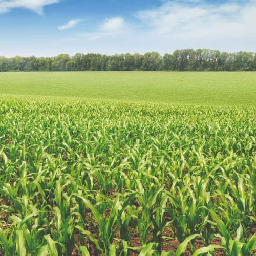 El 15 de junio termina el plazo para asegurar la cosecha 2026 de cereal de invierno frente al pedrisco