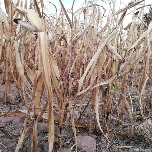Europa desbloquea la innovación agrícola con la aprobación histórica de las nuevas técnicas genómicas