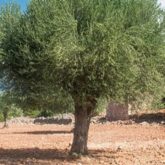 Interóleo reivindica el olivar como barrera natural frente al avance de la desertificación