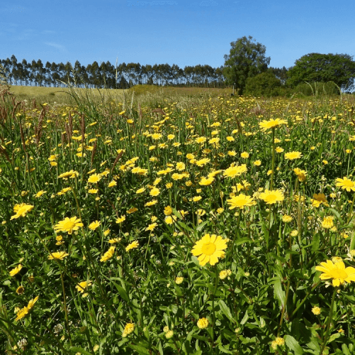 Seo/BirdLife y Nestlé colaboran en el proyecto ‘Ecosistemas Lecheros’ para fomentar la biodiversidad en las granjas lecheras