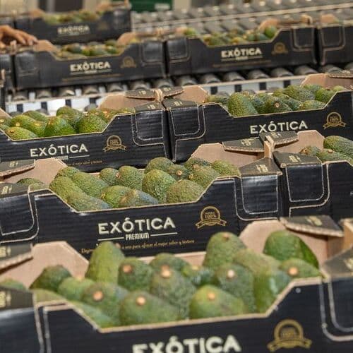 Smurfit Westrock y Cultipalta optimizan la cadena logística de aguacate y mango con hasta un 32 % menos de emisiones