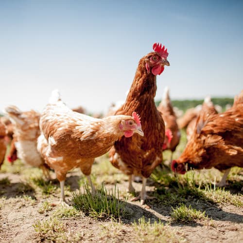 Este junio, Veganuary invita a mirar a los pollos con más compasión