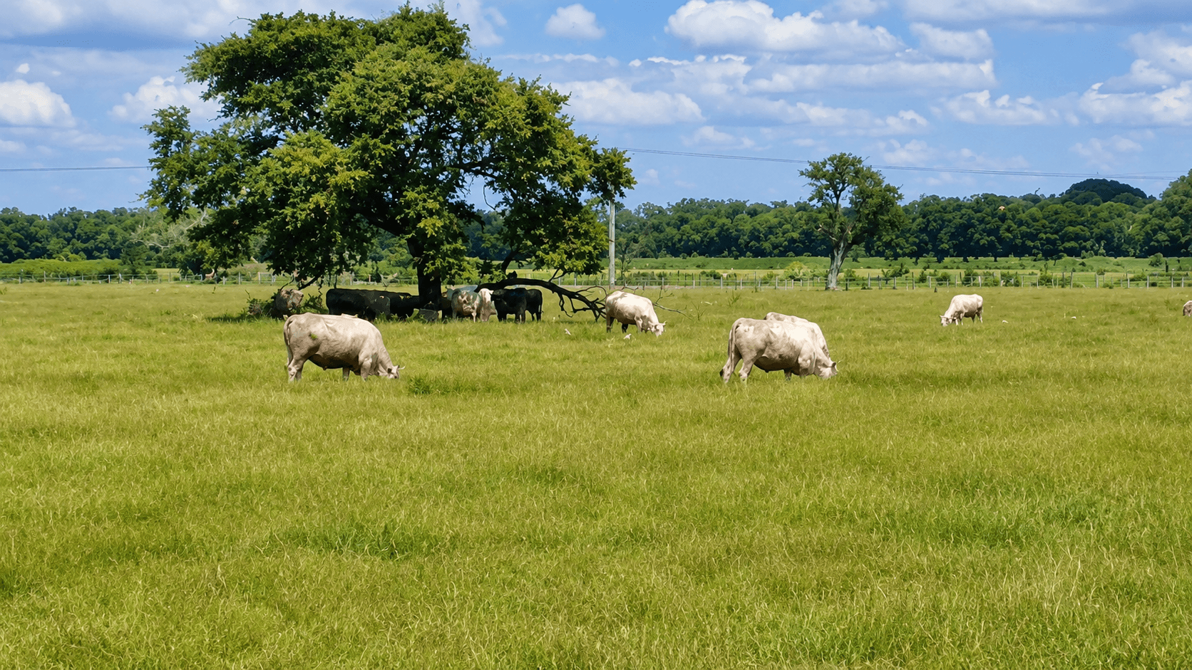 Patrones microbianos del rumen, clave para seleccionar a las vacas más sostenibles y eficientes